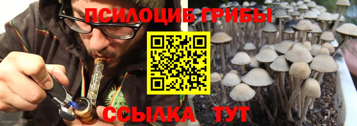 Псилоцибиновые грибы Psilocybine cubensis Димитровград